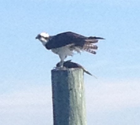 osprey