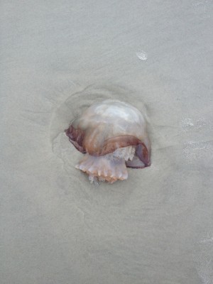 meduza
