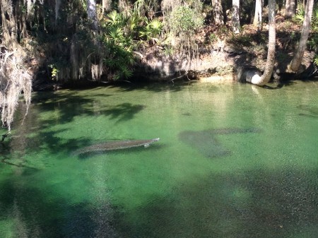 bluesprings1