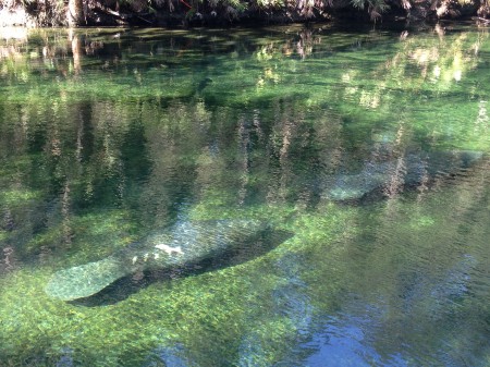 bluesprings2