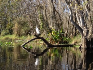 bluesprings7
