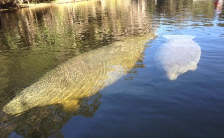 bluesprings10