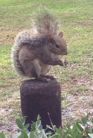 wekiva2