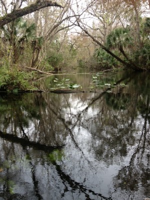 wekiva6
