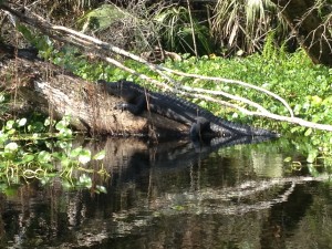 wekiva8