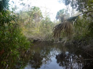 uEverglades