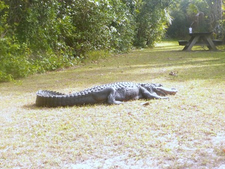 uEverglades2