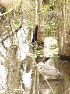 uEverglades3
