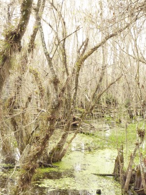 uEverglades4