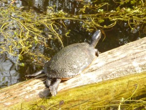uEverglades5