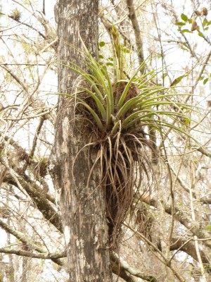 uEverglades6