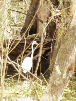 uEverglades6